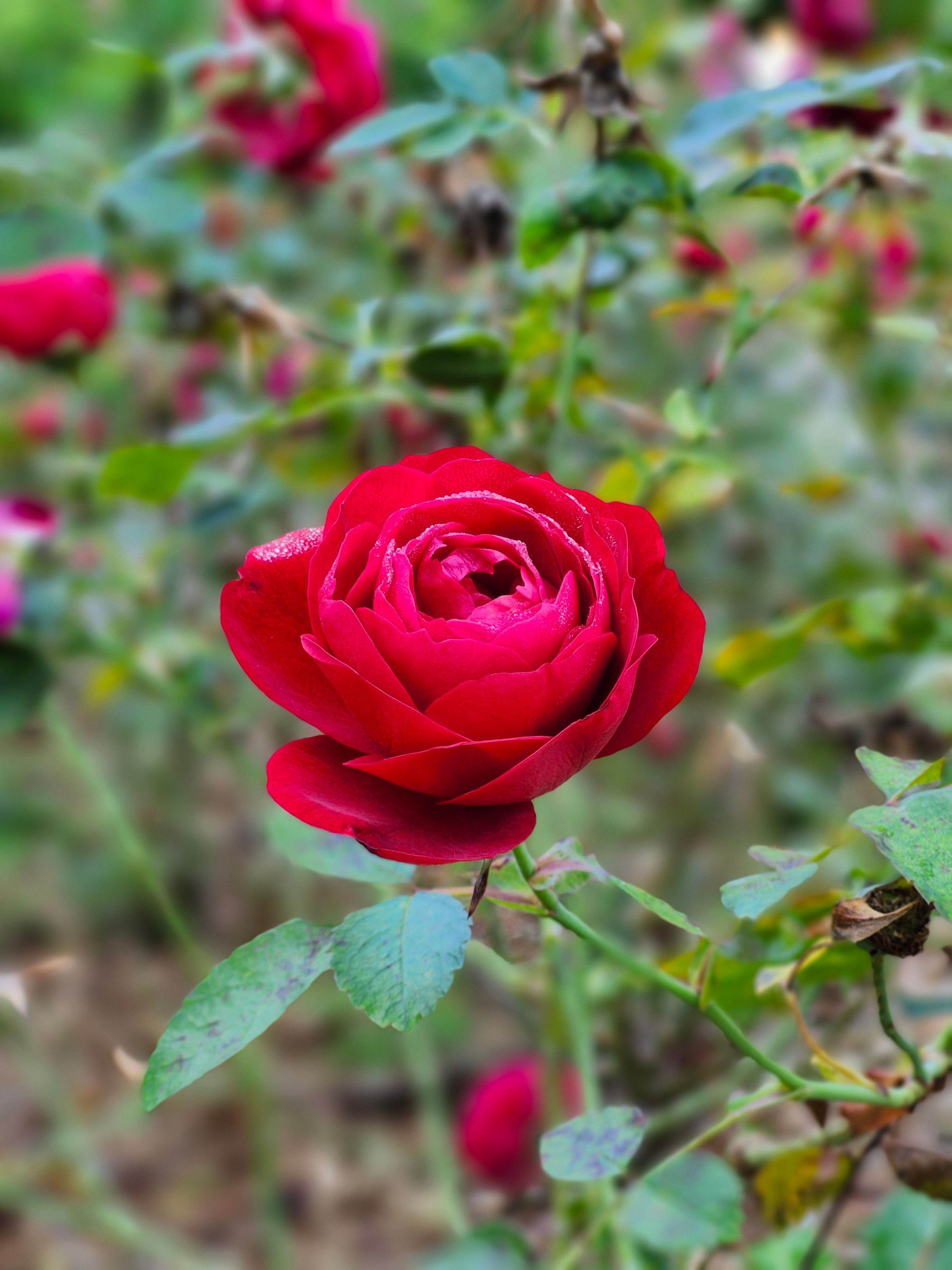 Vibrant Red Rose Blooming in Toronto Garden · Free Stock Photo