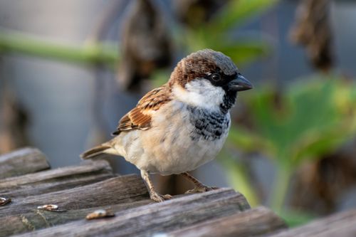 Free Close-up of a house sparrow on a wooden platform with blurred natural background. Stock Photo