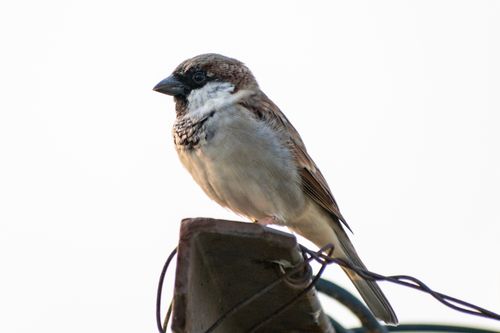 Free Close-up of a house sparrow perched on a wire with a white background, capturing its detailed feathers. Stock Photo