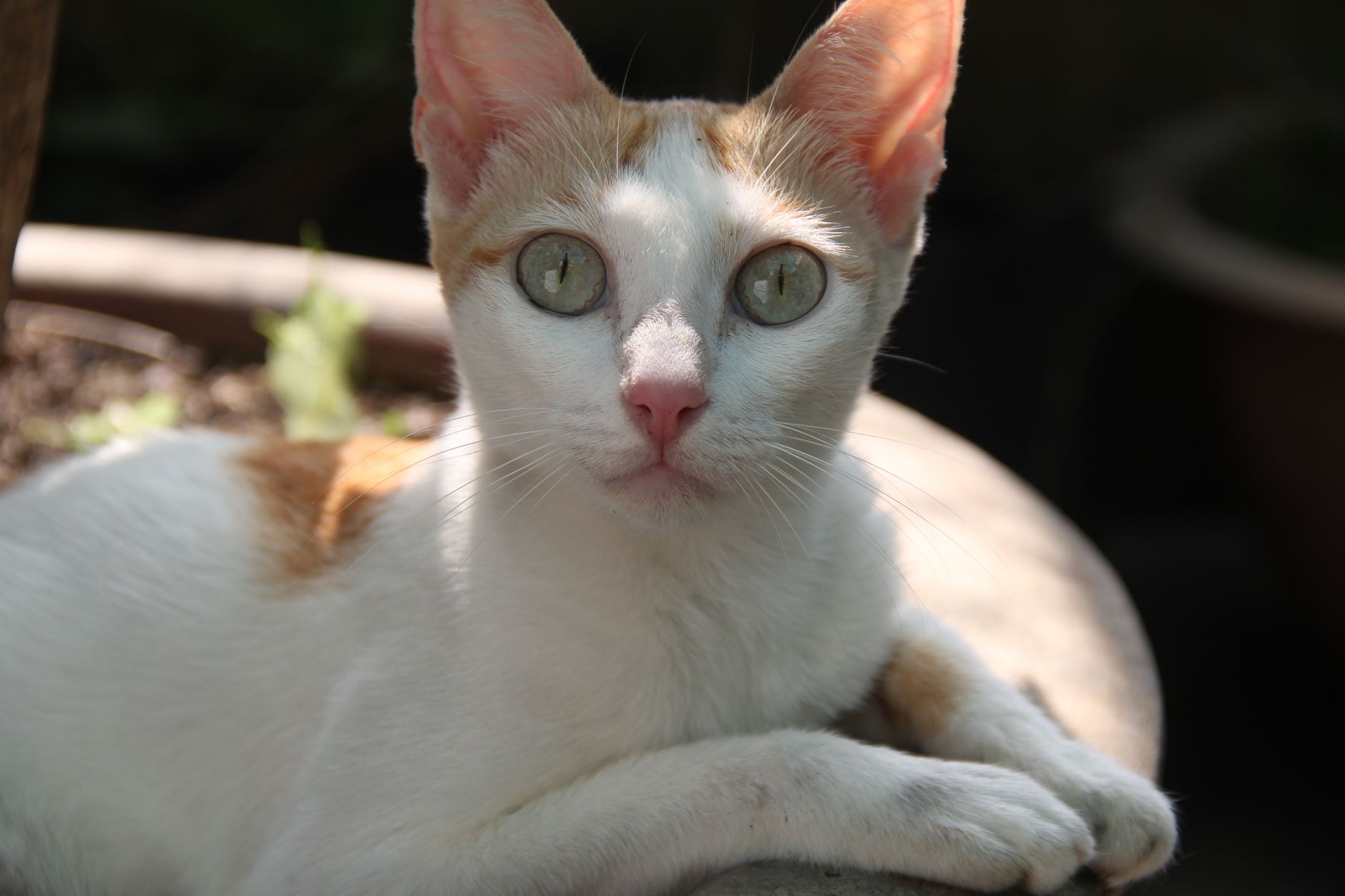 Healthcare and wellness consultation for a cat