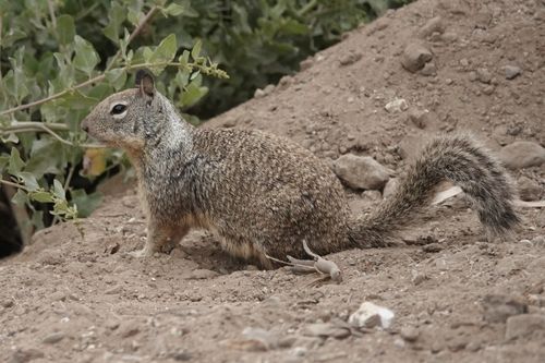 Free California ground squirrel foraging in Goleta, showcasing its natural habitat and behavior. Stock Photo