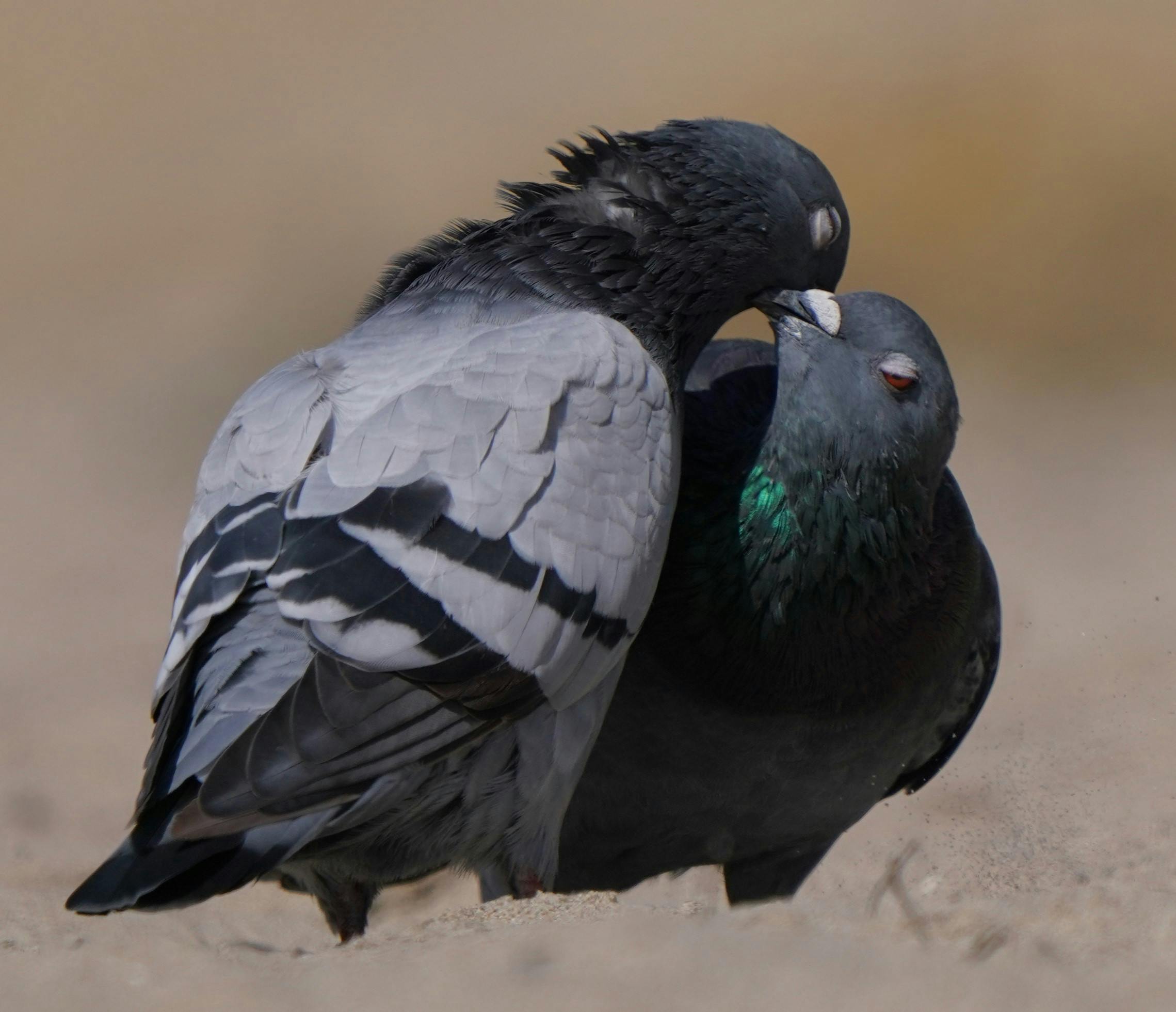 50 Common Birds Of North America