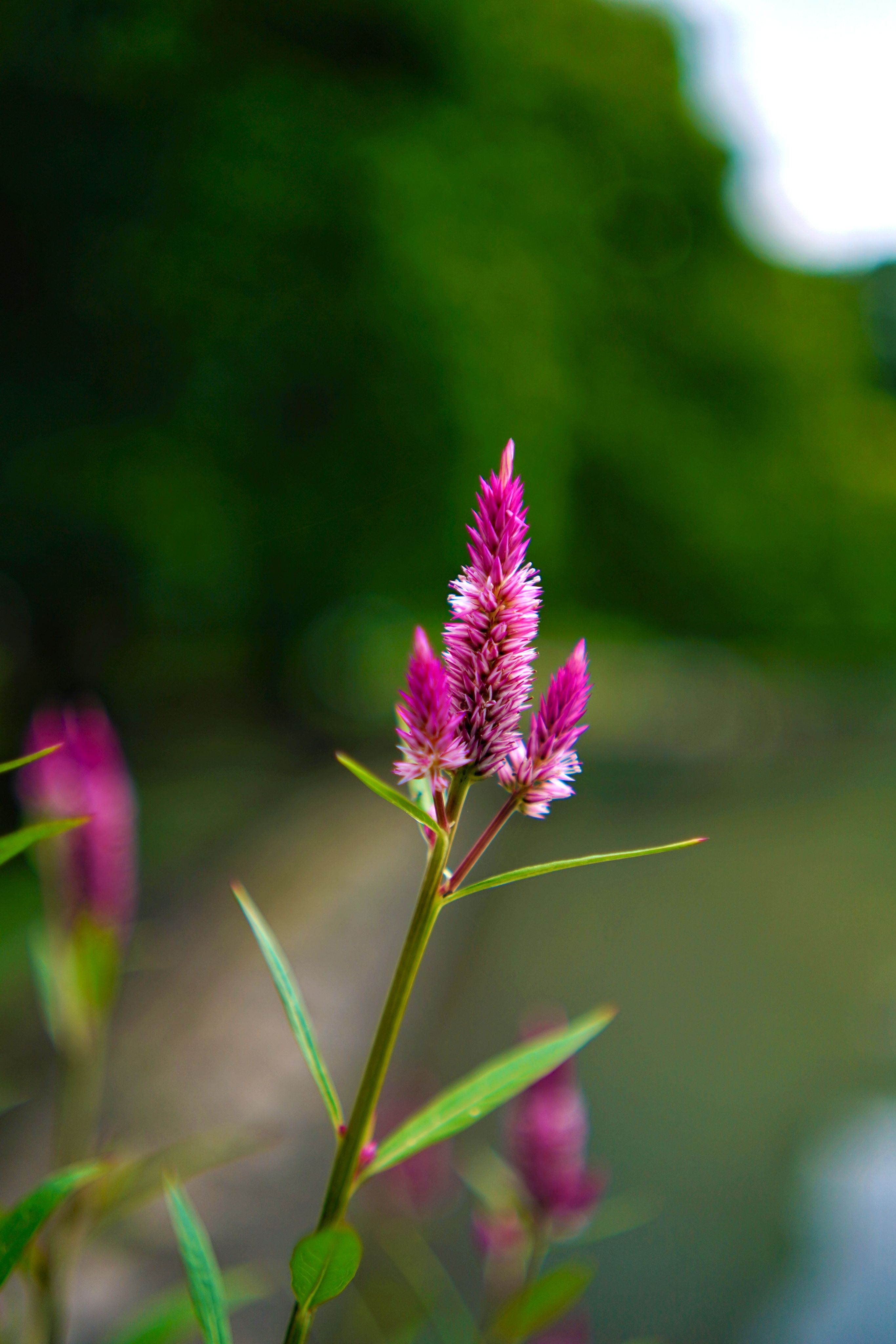 Vibrant Cockscomb Flower in Bloom by a River · Free Stock Photo