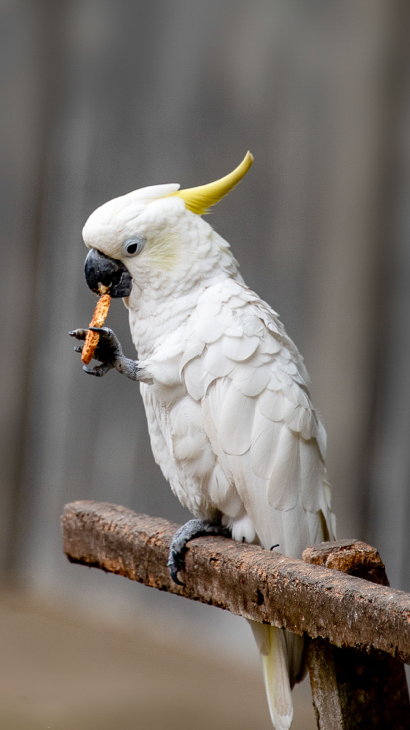 50 Easy To Make Bird Treats