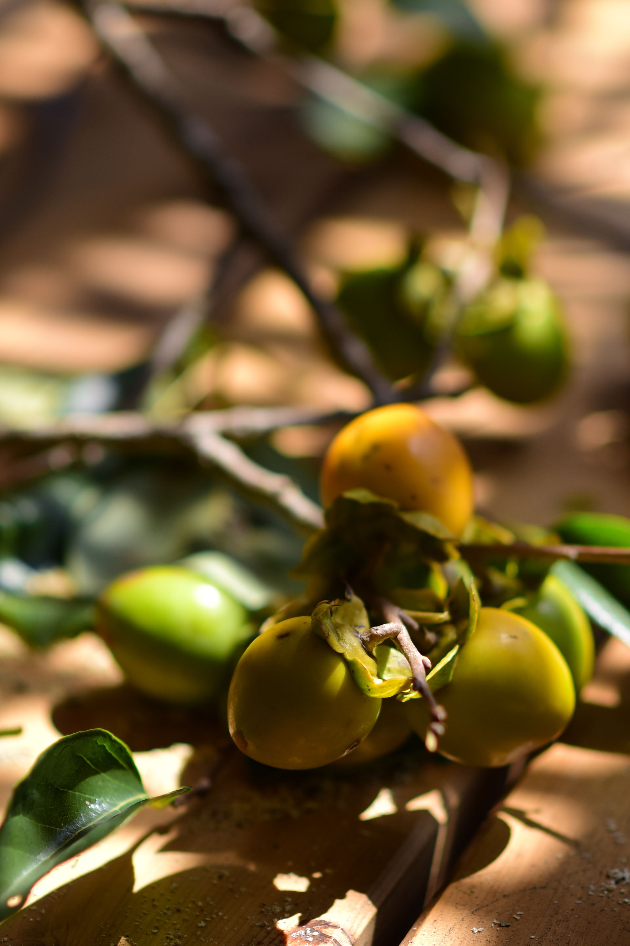 Artistic close-up of unripe persimmons on a sunlit wooden surface.