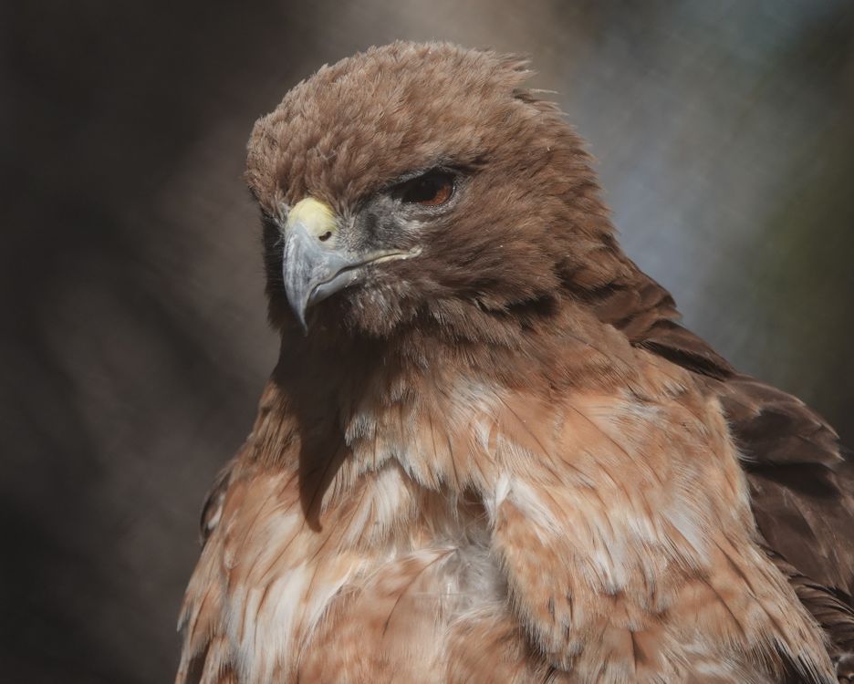 Close Up Raptors Close-up of a majestic raptor in Palm Desert · Free Stock Photo