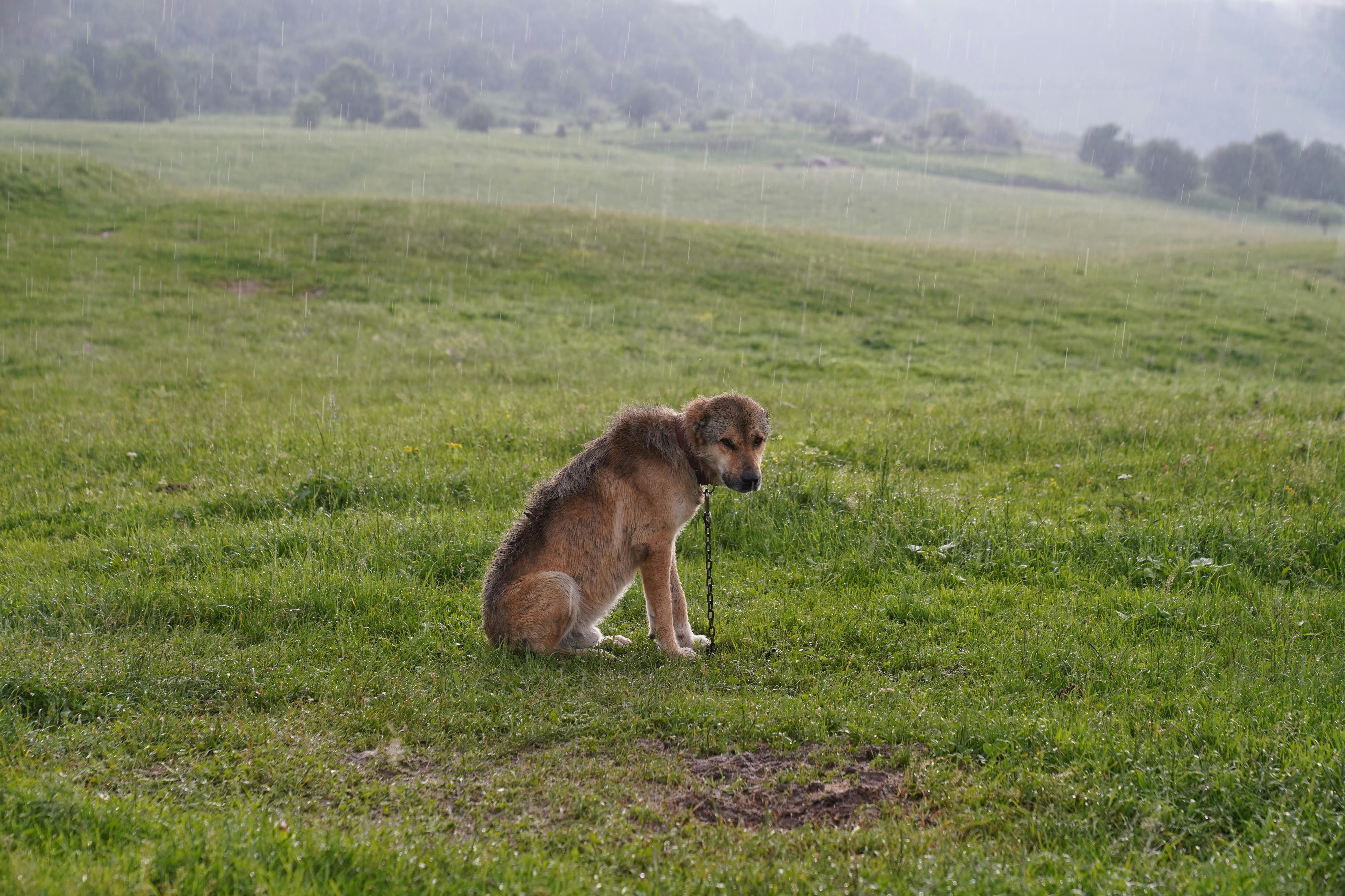 Why Do Dogs Have Wet Noses? Discover The Fascinating Truth! 4 How Do Wet Noses Help Dogs with Their Amazing Sense of Smell?