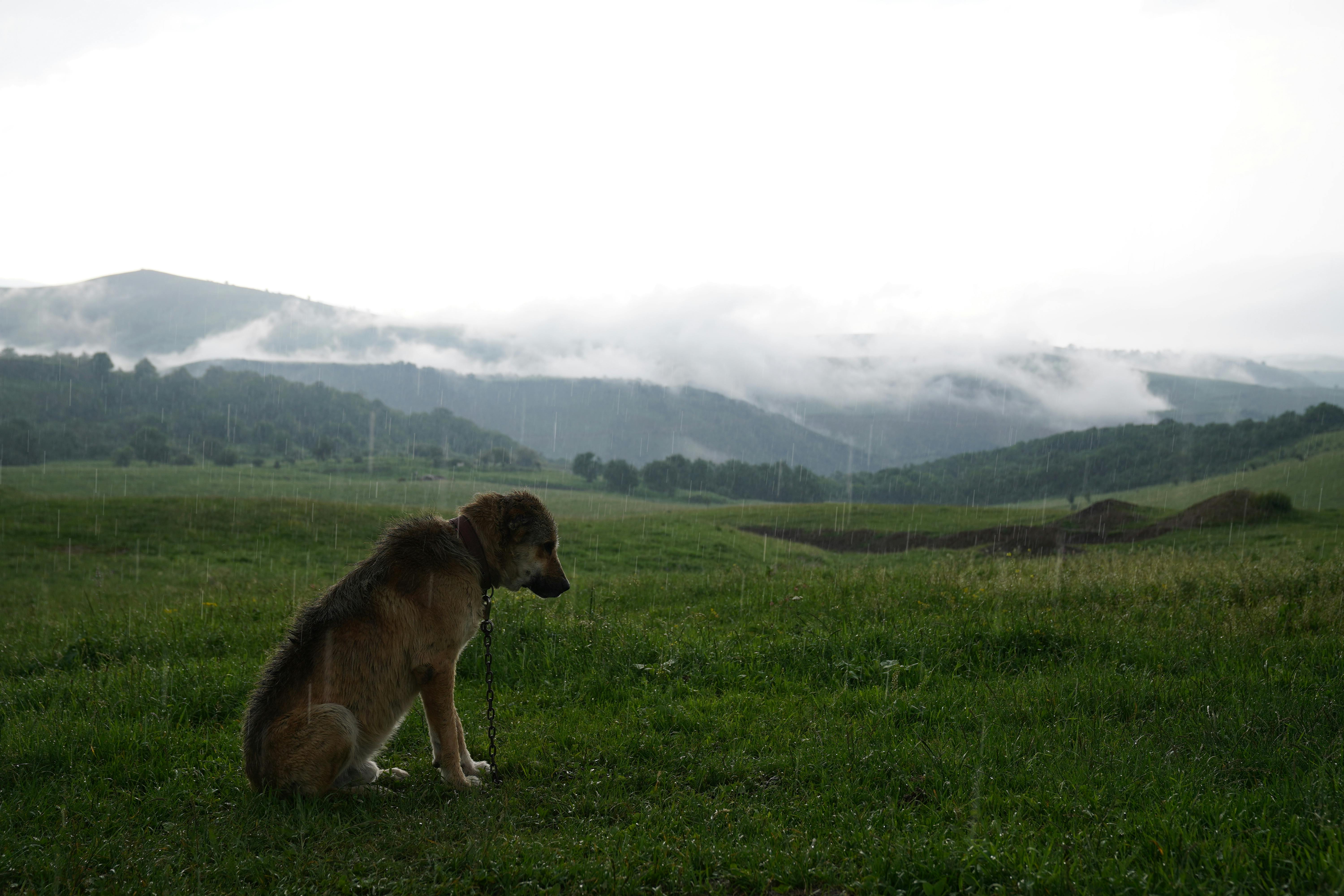 Ethical kennel scene for australian shepherd with attentive dogs and handlers