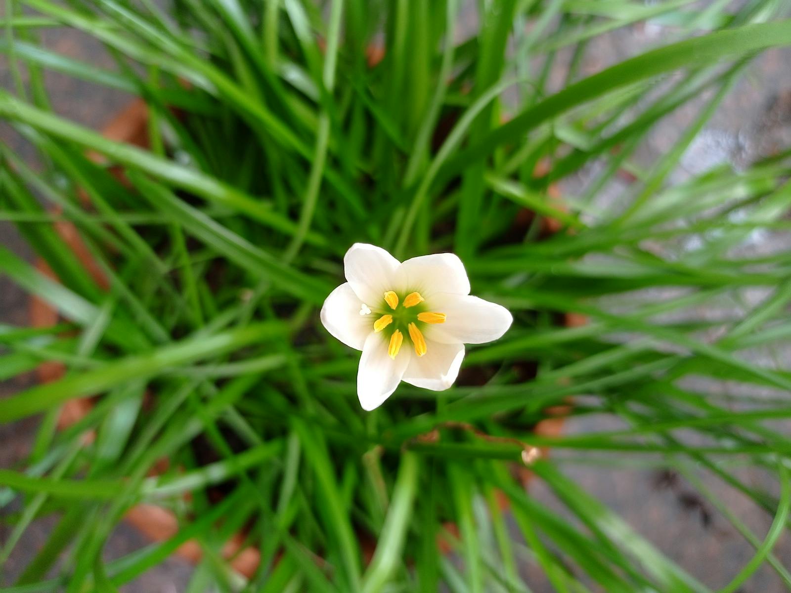 Lily Philips Photos, Download The BEST Free Lily Philips Stock Photos