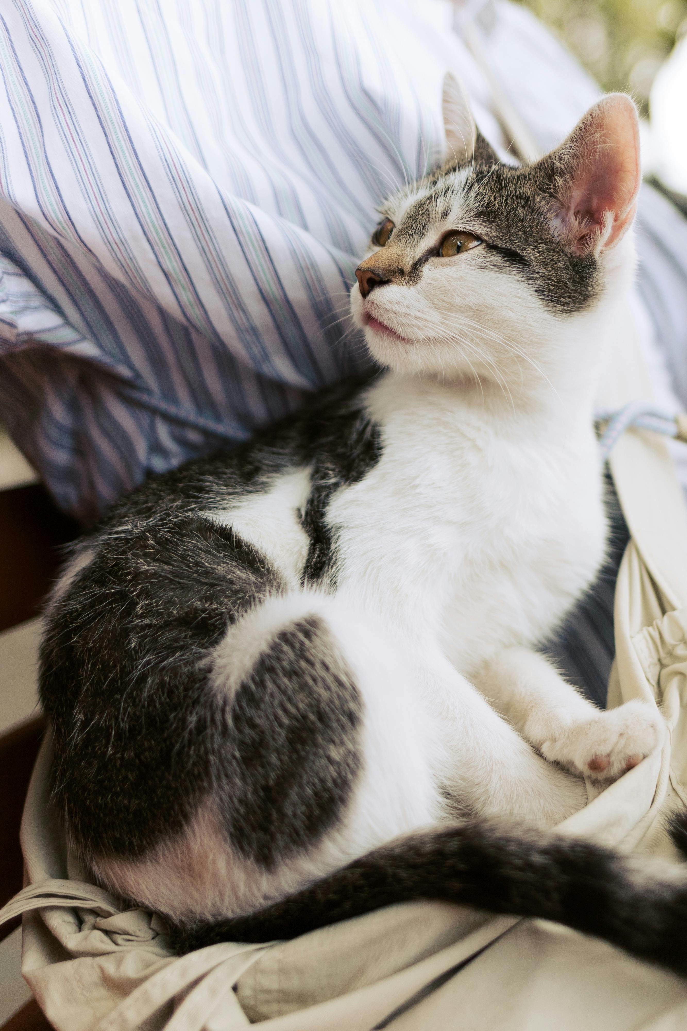 Charming kitten lounging on a bag outdoors in Tbilisi, Georgia. Perfect for travel or pet themes.