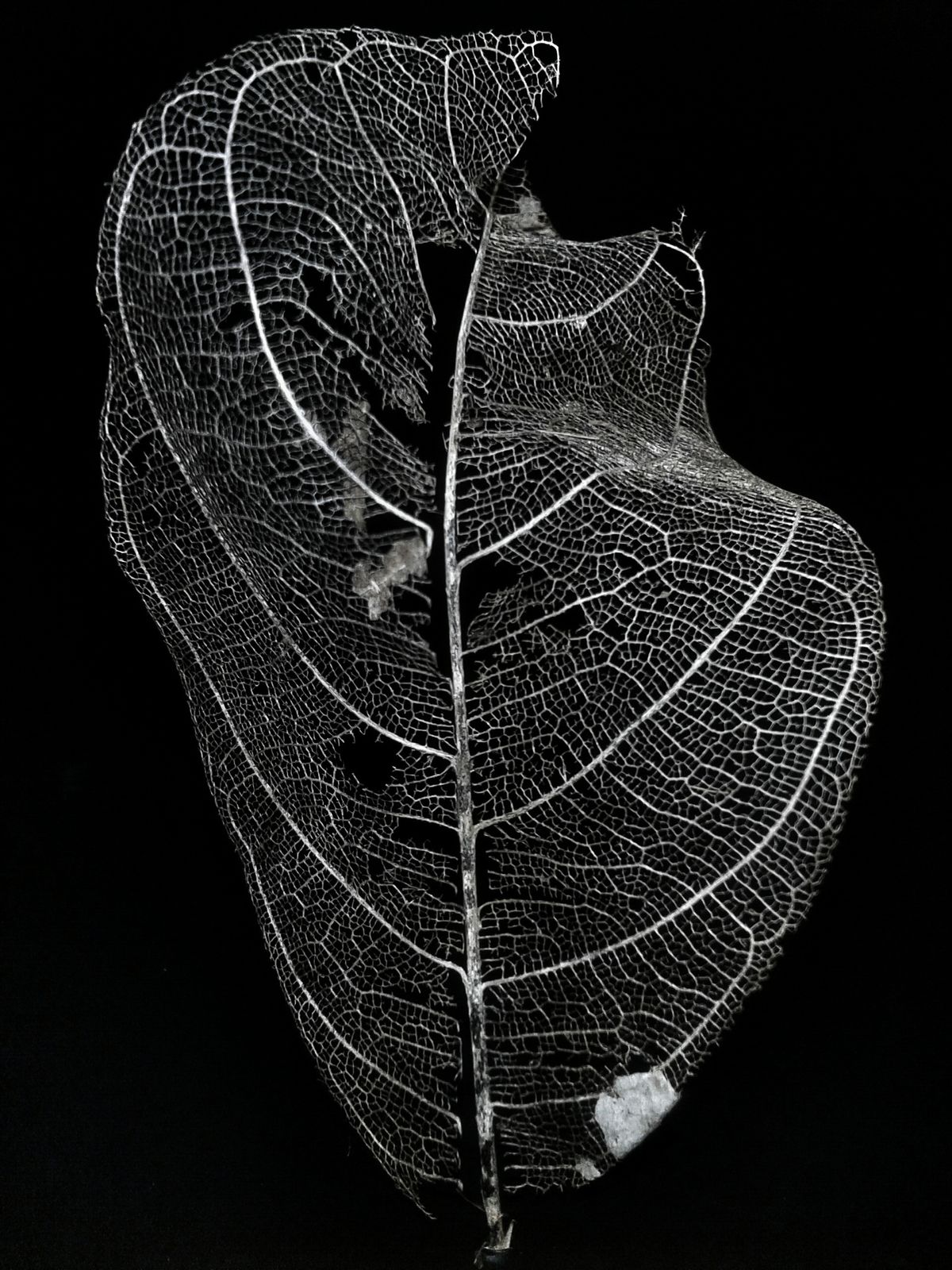 Turkish Leaf Art Beyond Religious Verses: Portraits, Landmarks & National Symbols