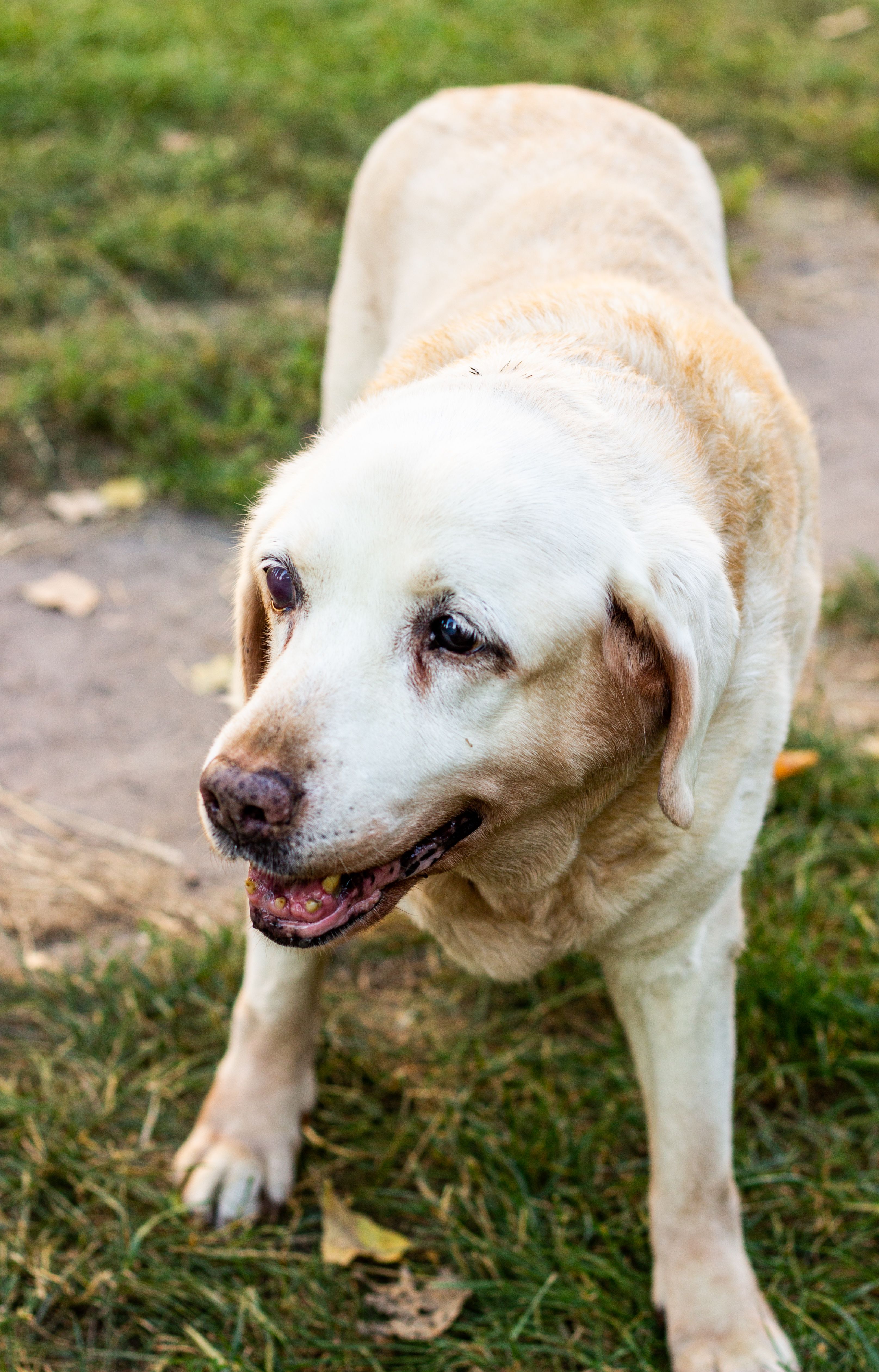 Dog Obesity: How to Know If Your Pet Is Overweight