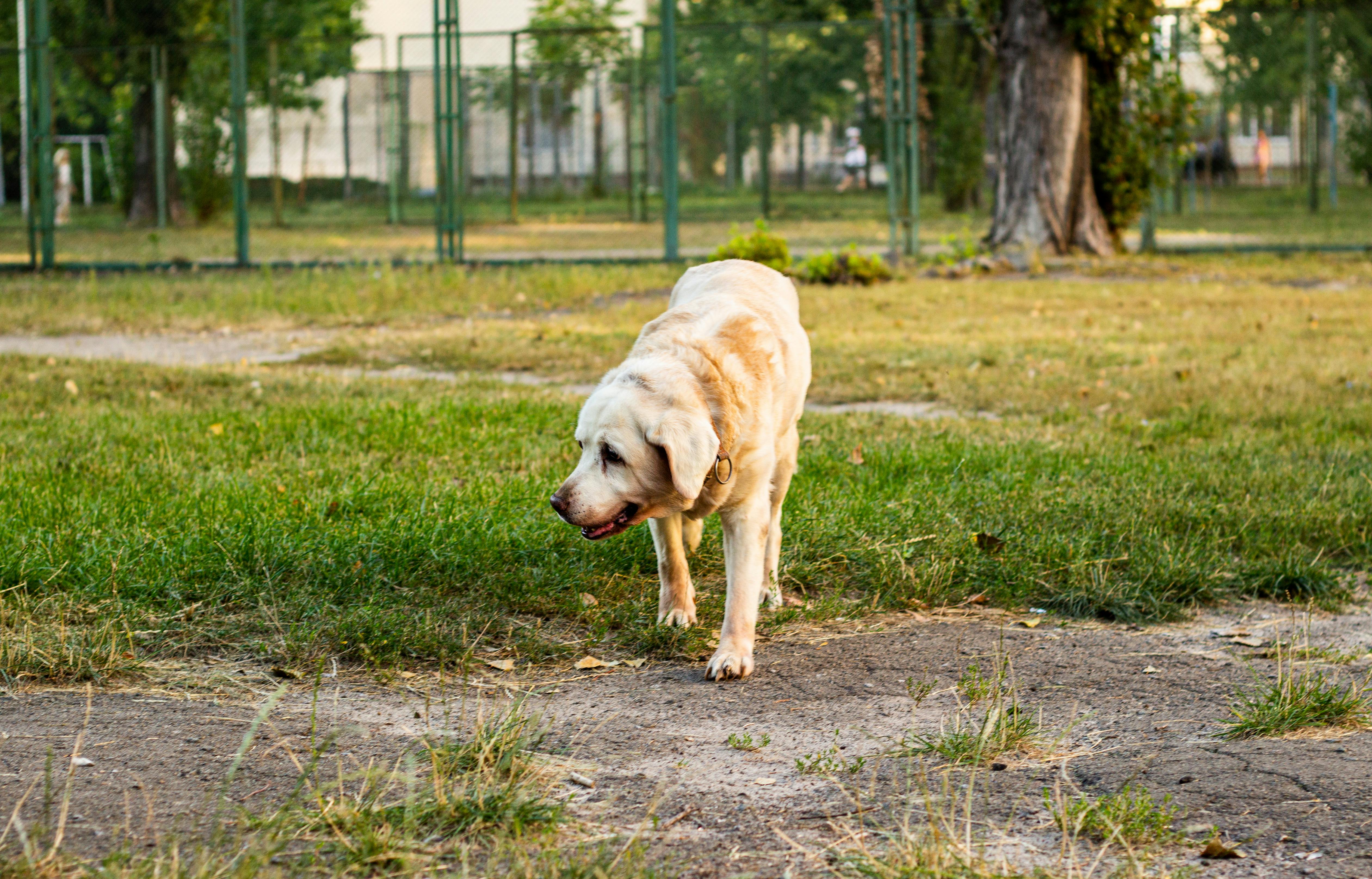 Can You Train a Dog’s Nose? Tips for Enhancing Your Dog’s Natural Sense of Smell!