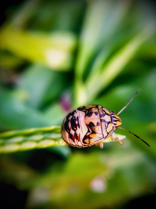 Free Close-up of a shield bug with intricate patterns on a leaf, showcasing nature's beauty in West Java, Indonesia. Stock Photo