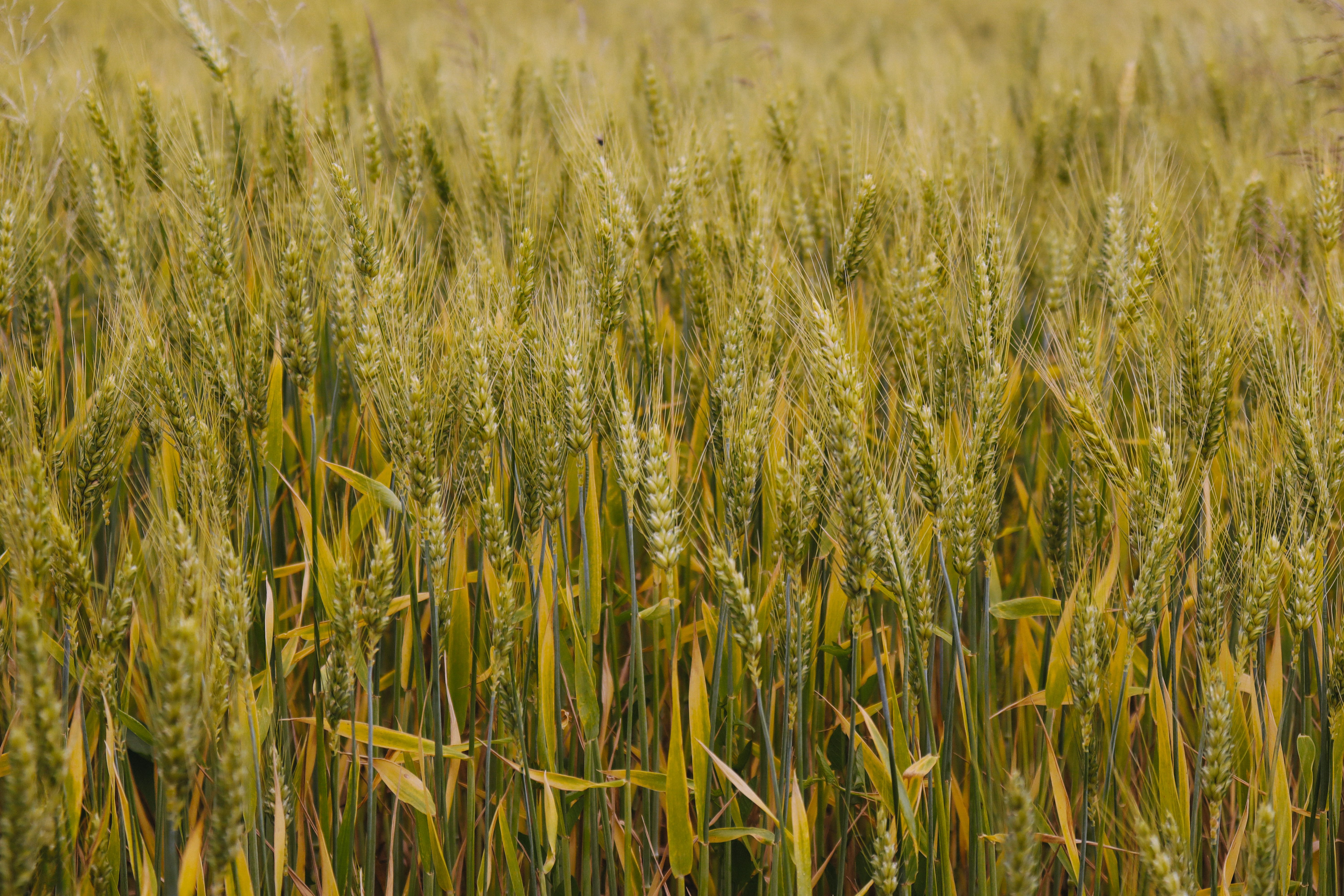 Close-up view of a lush wheat field under summer sun.