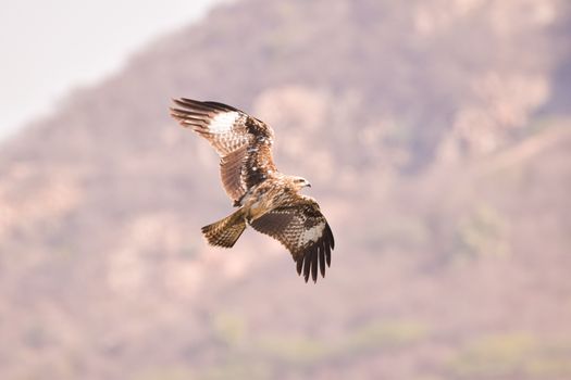 eagle photo