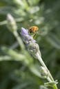 Honeybee on Lavender Flower in Campbelltown