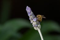 Macro view of honeybee on lavender flower