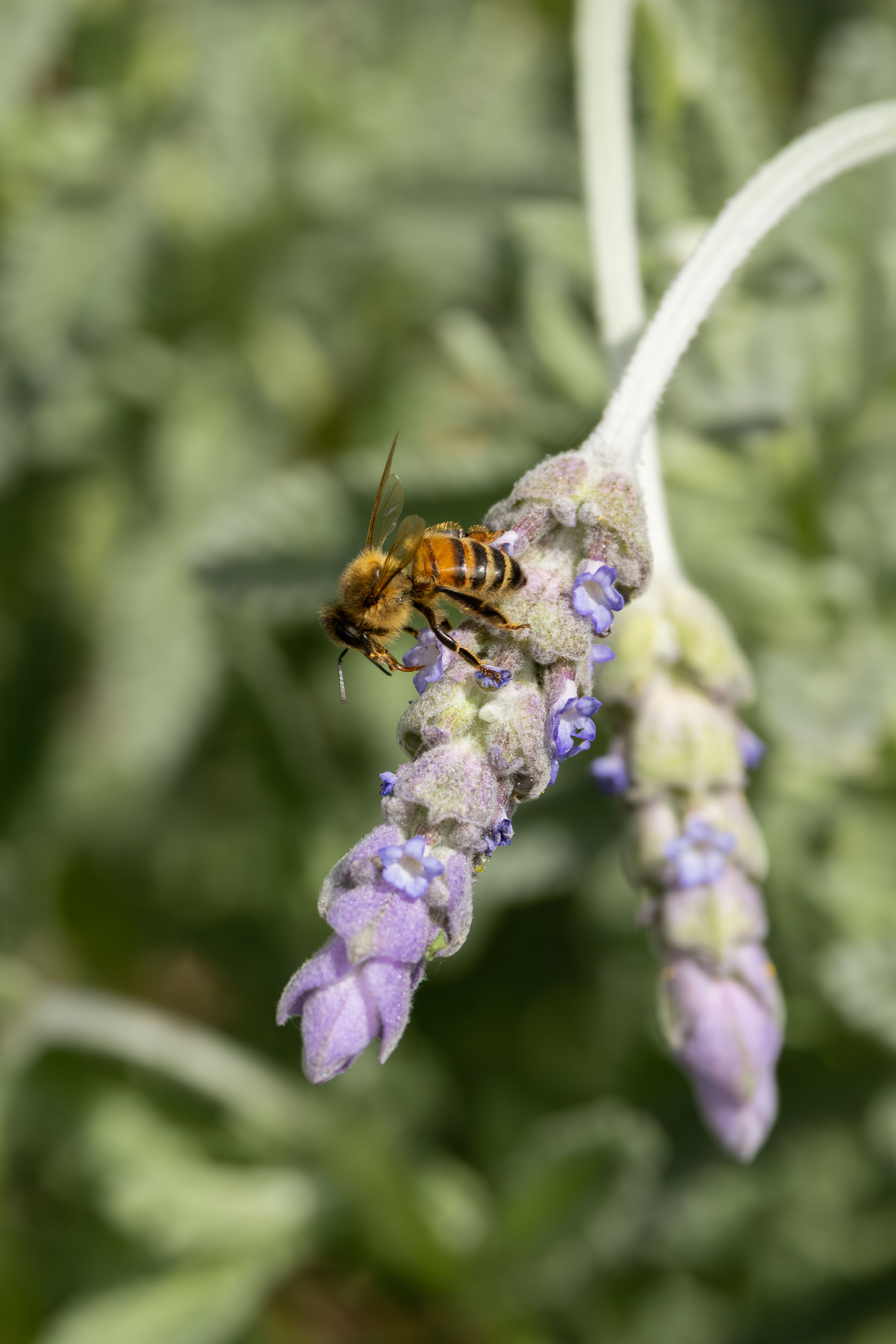 Kostnadsfria Närbild av ett honungsbi på en lavendelblomma i Campbelltown, Australien under sommaren. Stock foto