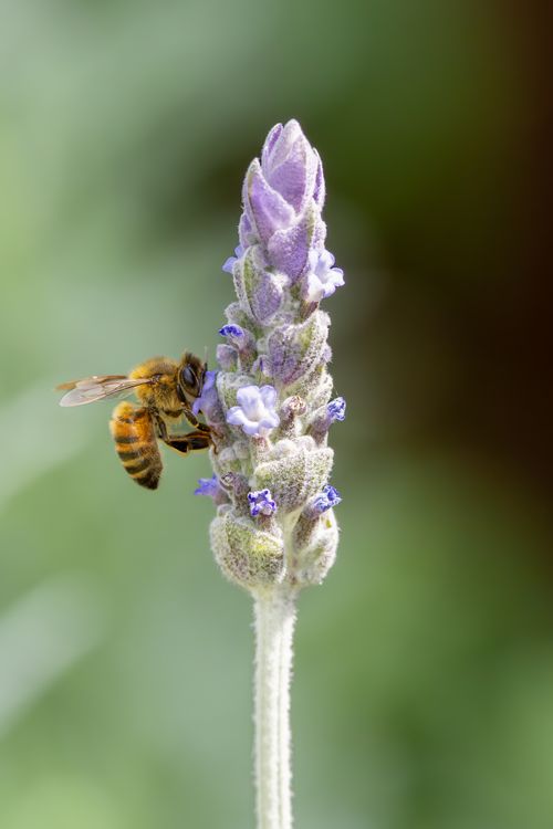 Free Close-up of a honeybee on a lavender flower in Campbelltown, Australia. Stock Photo