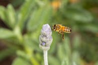 Honeybee near lavender flower in Campbelltown