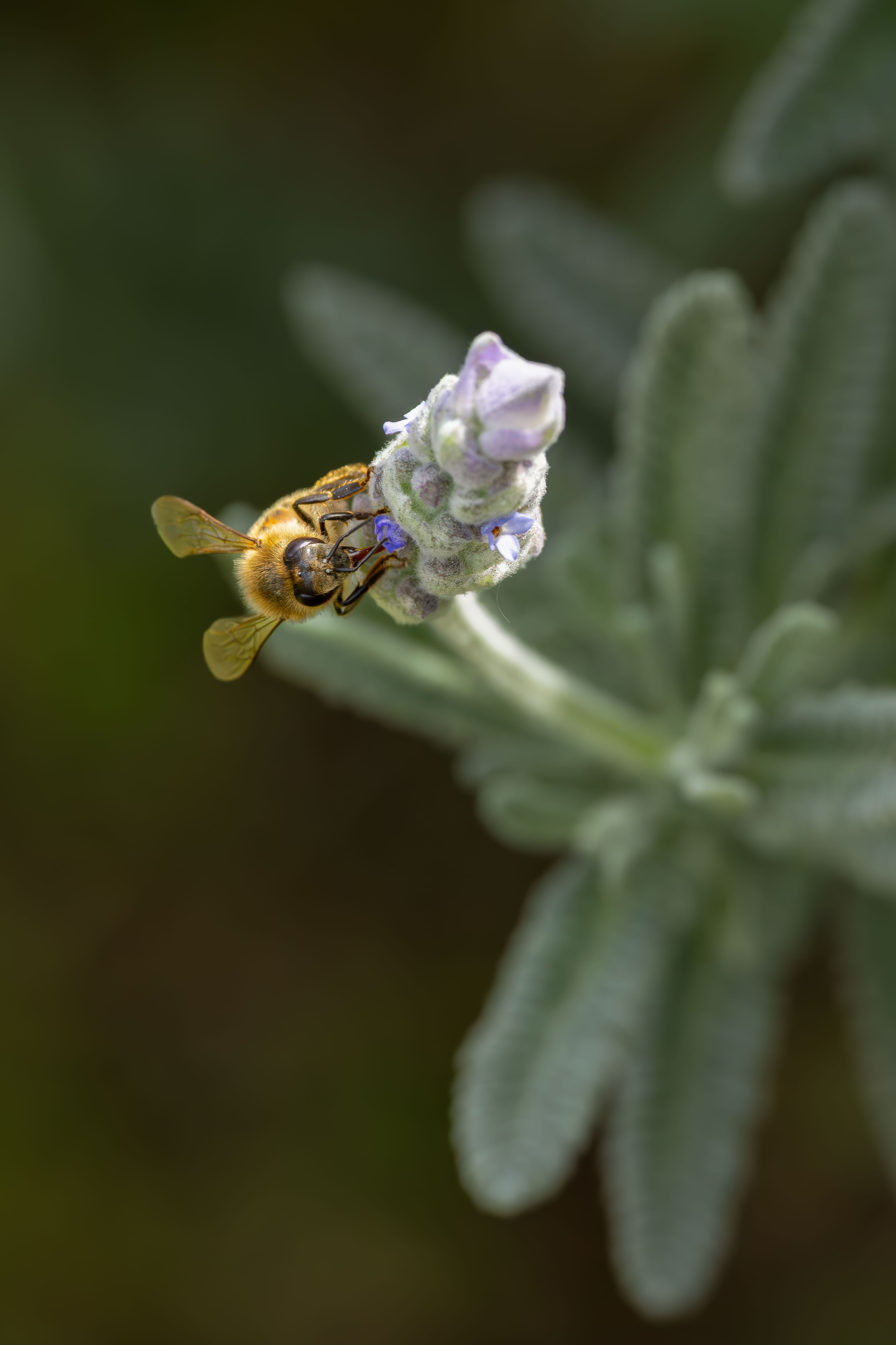 Kostnadsfria Närbild av ett honungsbi på en lavendelblomma i Campbelltown, New South Wales, utomhus under dagen. Stock foto