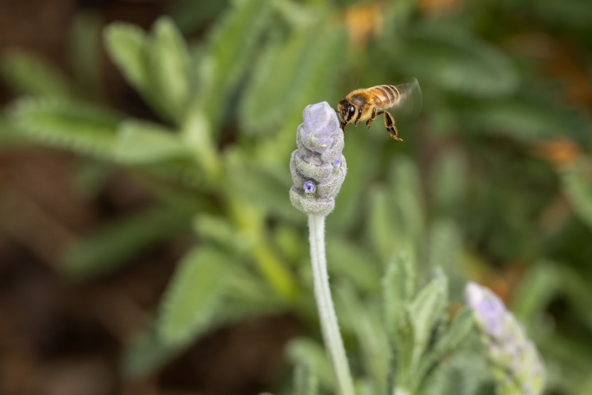 Honey Bee feeding on lavender flowers.