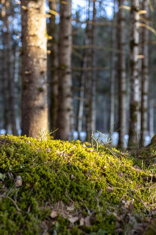 Free Sunlight illuminates a vibrant mossy forest floor in a serene wooded area. Stock Photo