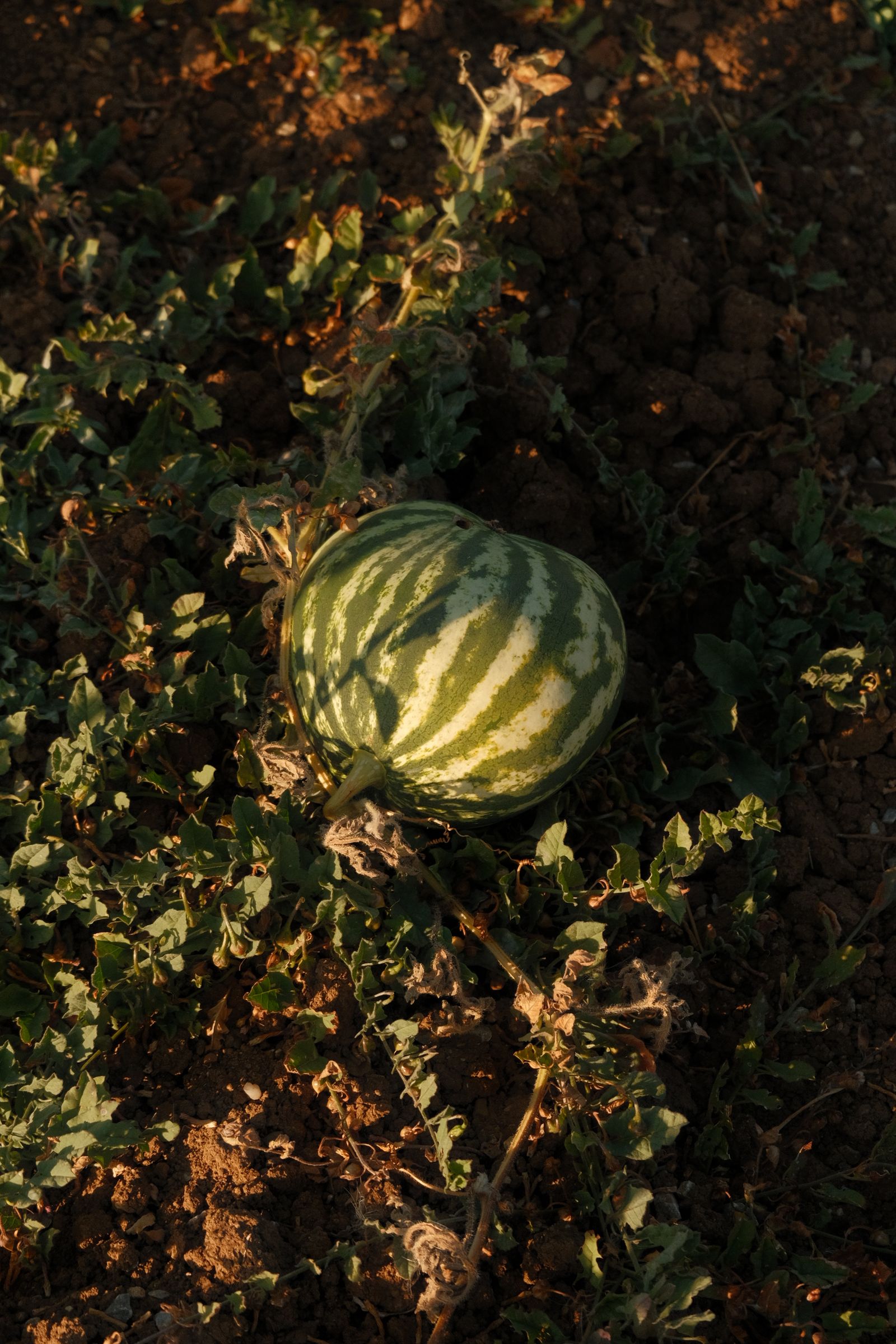 Thoddoo · the watermelon rows
