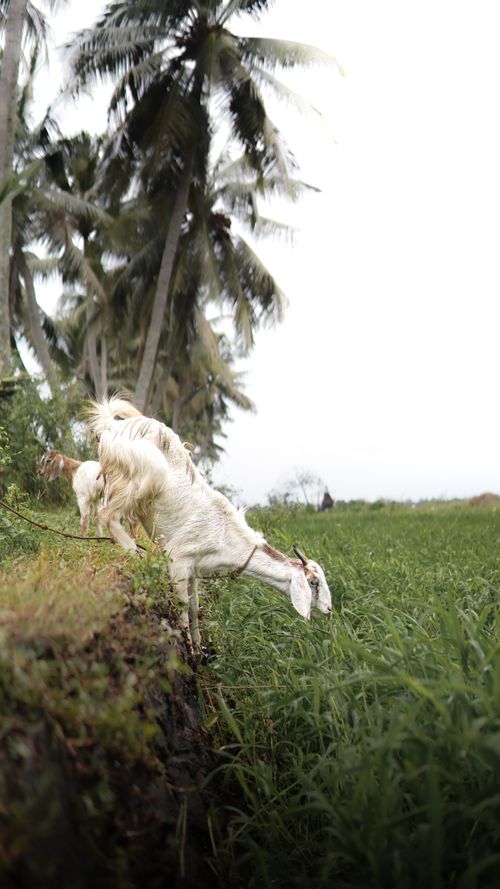 Free White goats feeding on lush greenery in a tropical coconut setting. Stock Photo