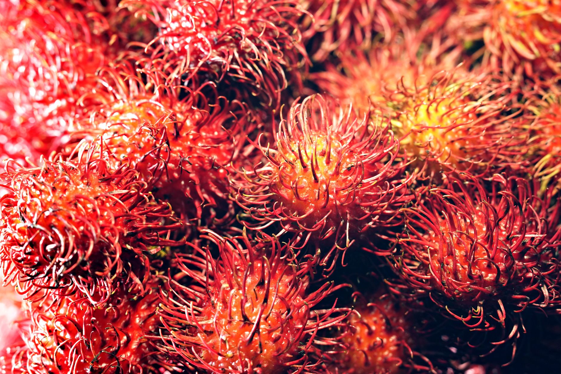 Mengapa Makan Rambutan Baik untuk Menurunkan Gula Darah