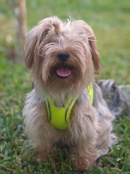 A cute Yorkshire Terrier wearing a bright green vest sits on the grass, smiling at the camera.