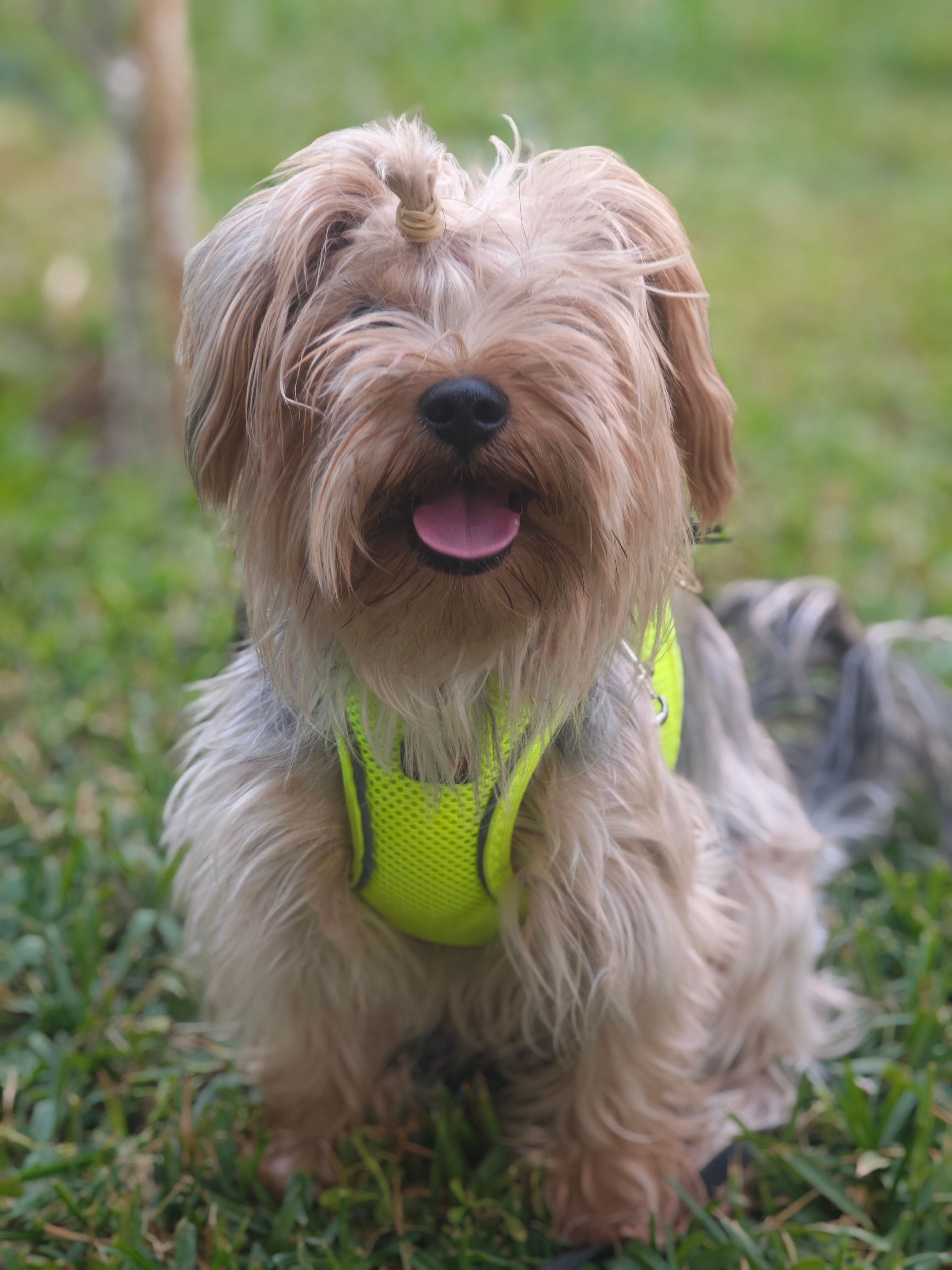 Dog Breed Photos, Download The BEST Free Dog Breed Stock Photos & HD Images
