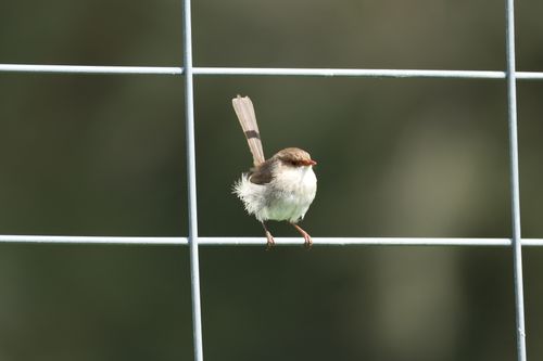 Free Close-up photo of a Superb Fairywren perched on a wire fence with a blurred background. Stock Photo