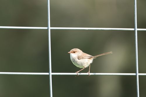 Free A small bird perched on a metal fence against a blurred natural background. Stock Photo