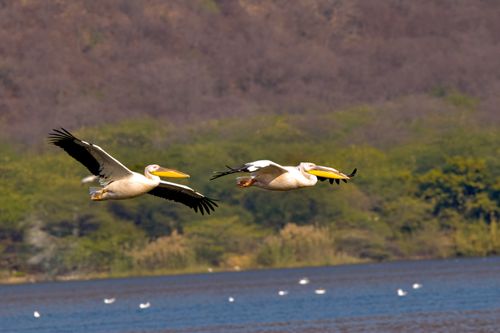 Lake Baringo