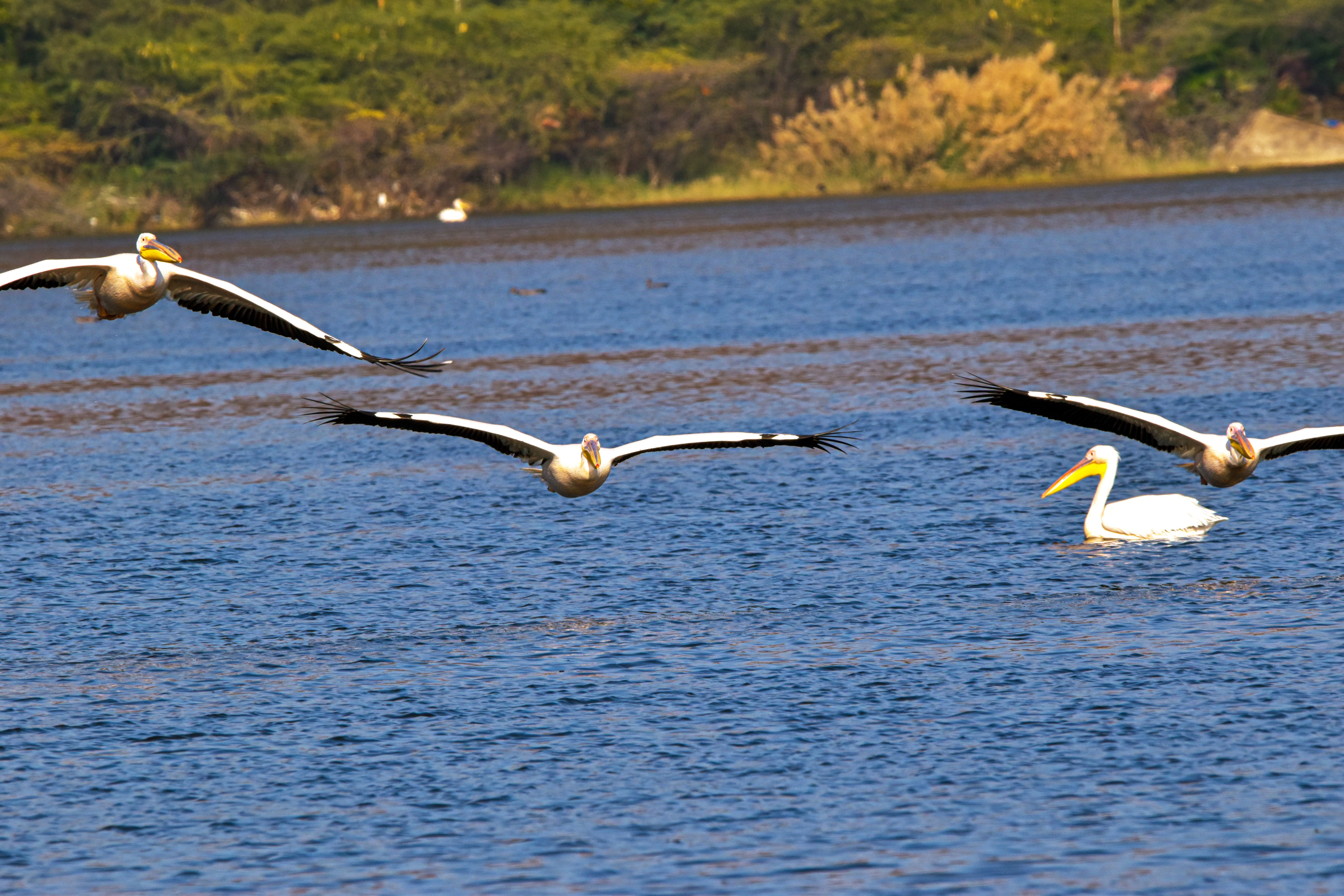 Great white pelicans soaring gracefully over a tranquil lake in natural habitat.