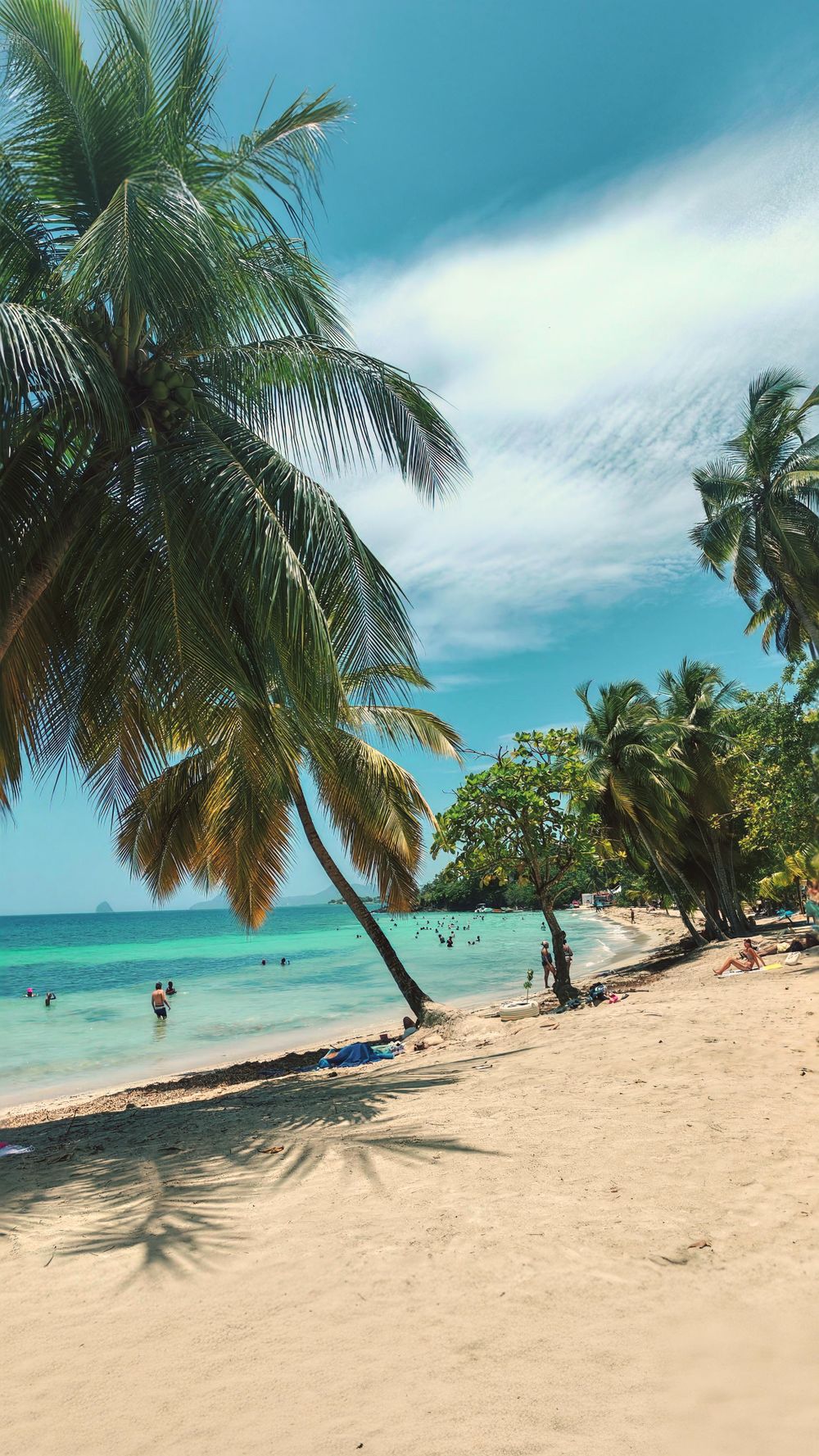Plage tropicale avec palmiers et eau turquoise en Martinique