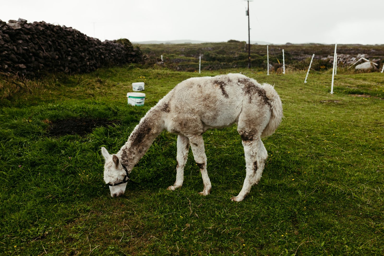 A alpaca grazes in the green fields of County Galway, Ireland