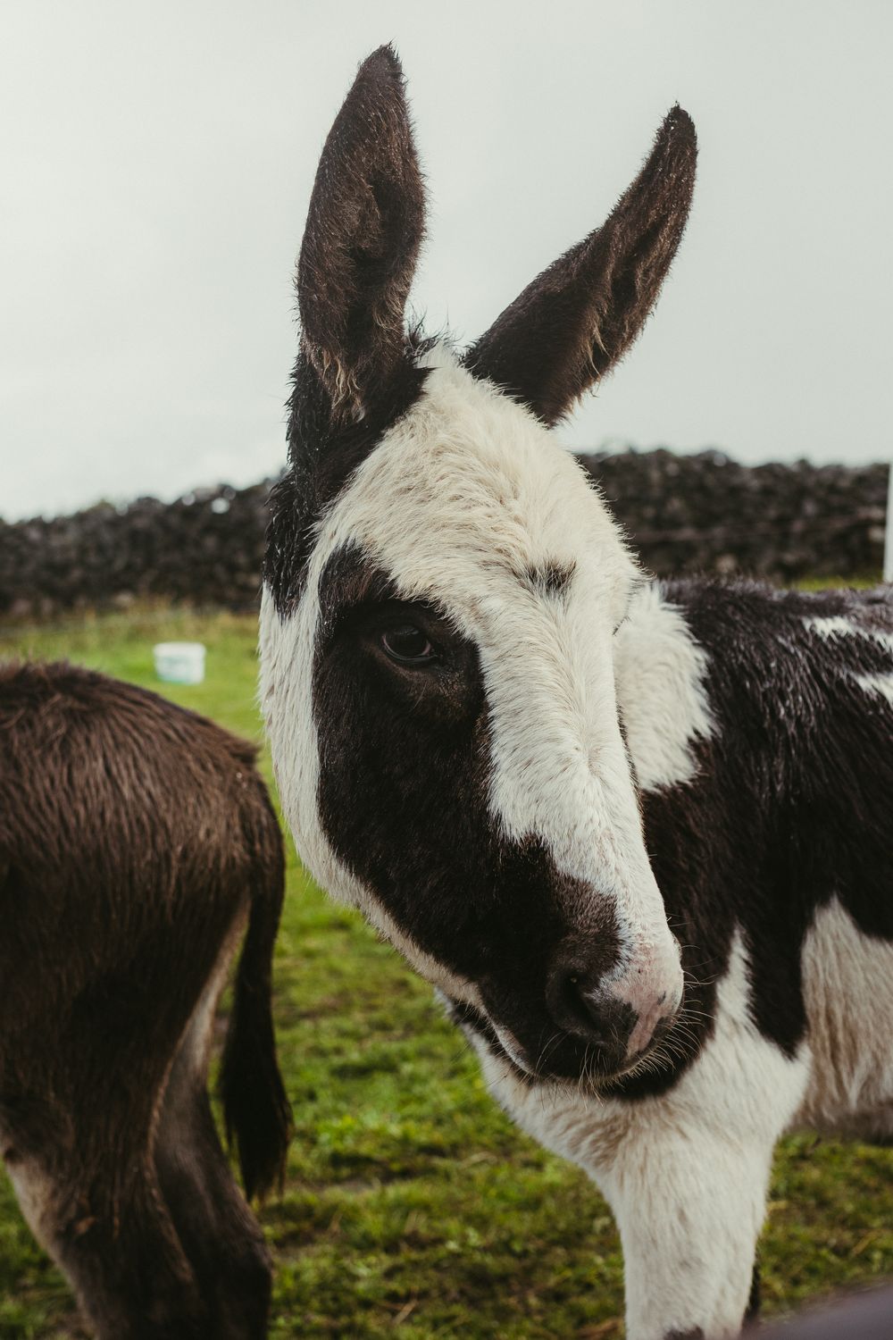Close Up Of Donkey In Irish Countryside Free Stock Photo close-up-of-donkey-in-irish-countryside-free-stock-photo