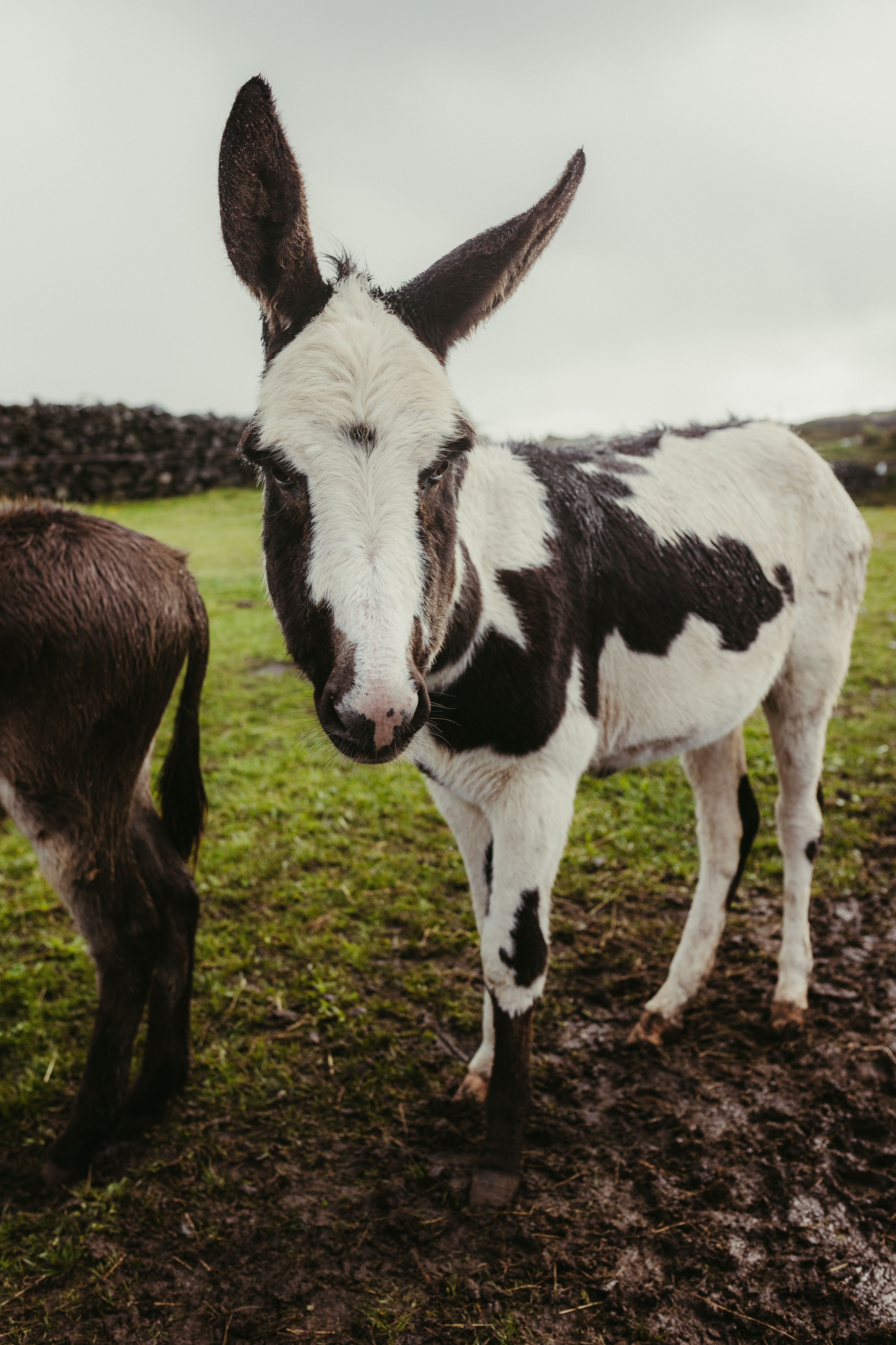 A black and white donkey stands in a green field in County Galway, Ireland.