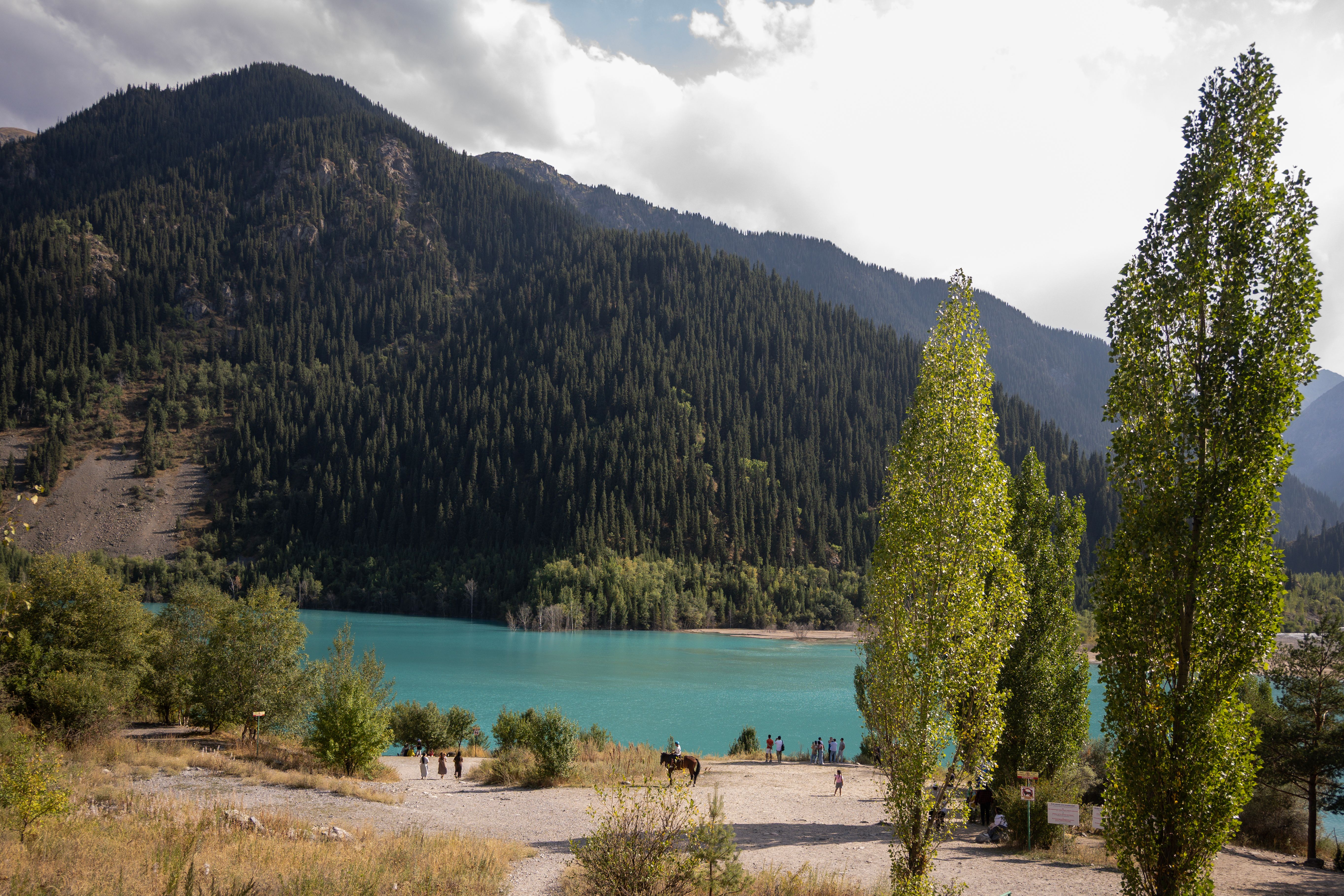Scenic Mountain Lake View with Pine Forest · Free Stock Photo