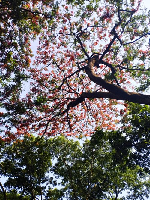Free Beautiful overhead view of vibrant trees against the sky in Bangladesh. Stock Photo