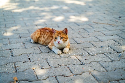 A serene orange cat lounging on a sunlit paved street in Alanya, Antalya, Türkiye.