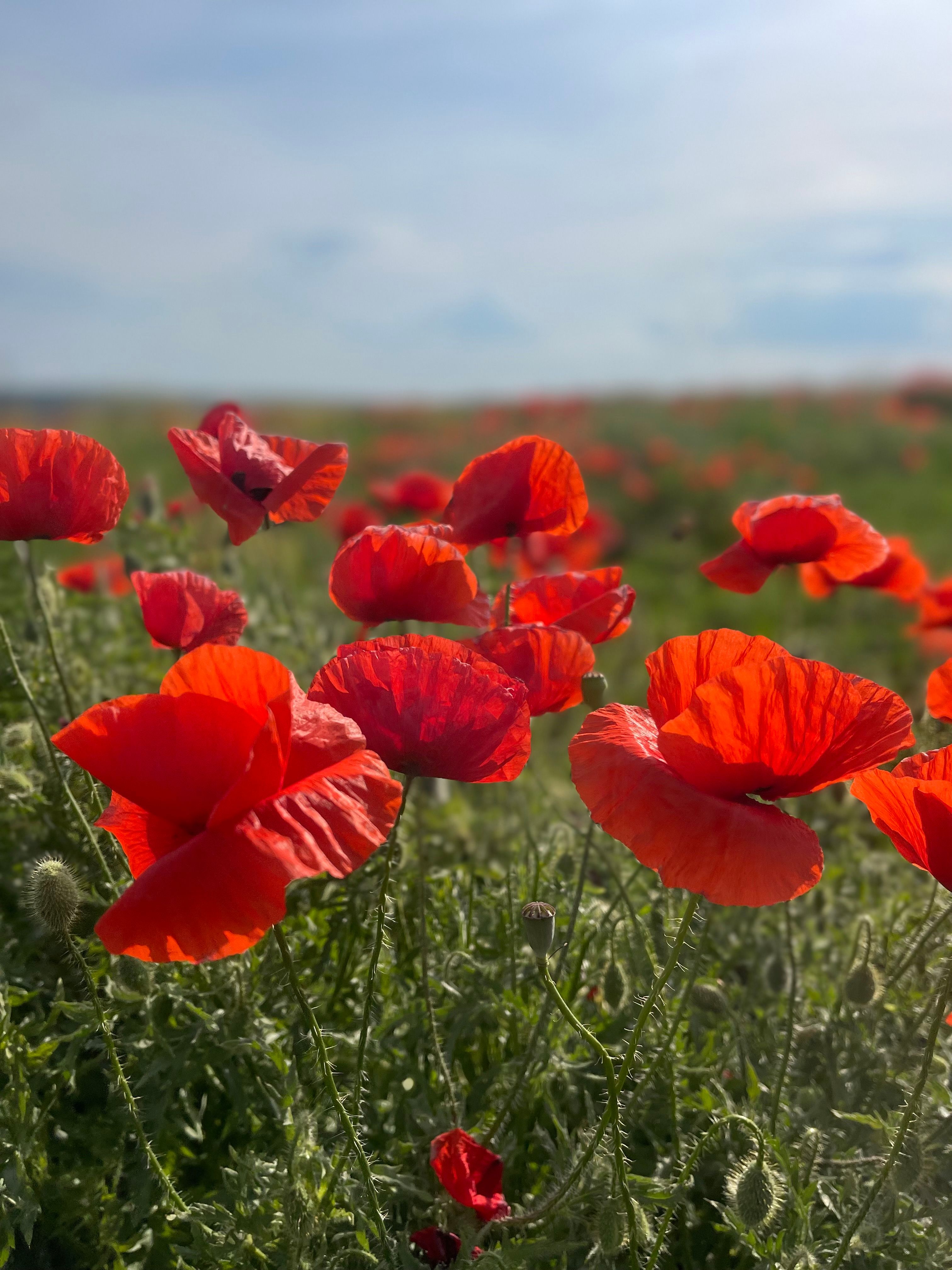 Vibrant Red Poppies Blooming in a Spring Field · Free Stock Photo