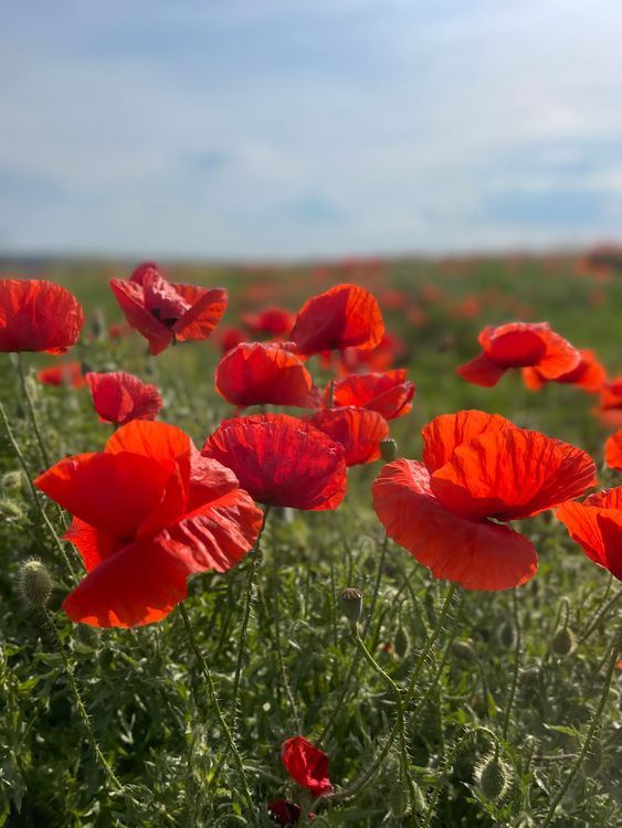 Vibrant Red Poppies Blooming in a Spring Field · Free Stock Photo