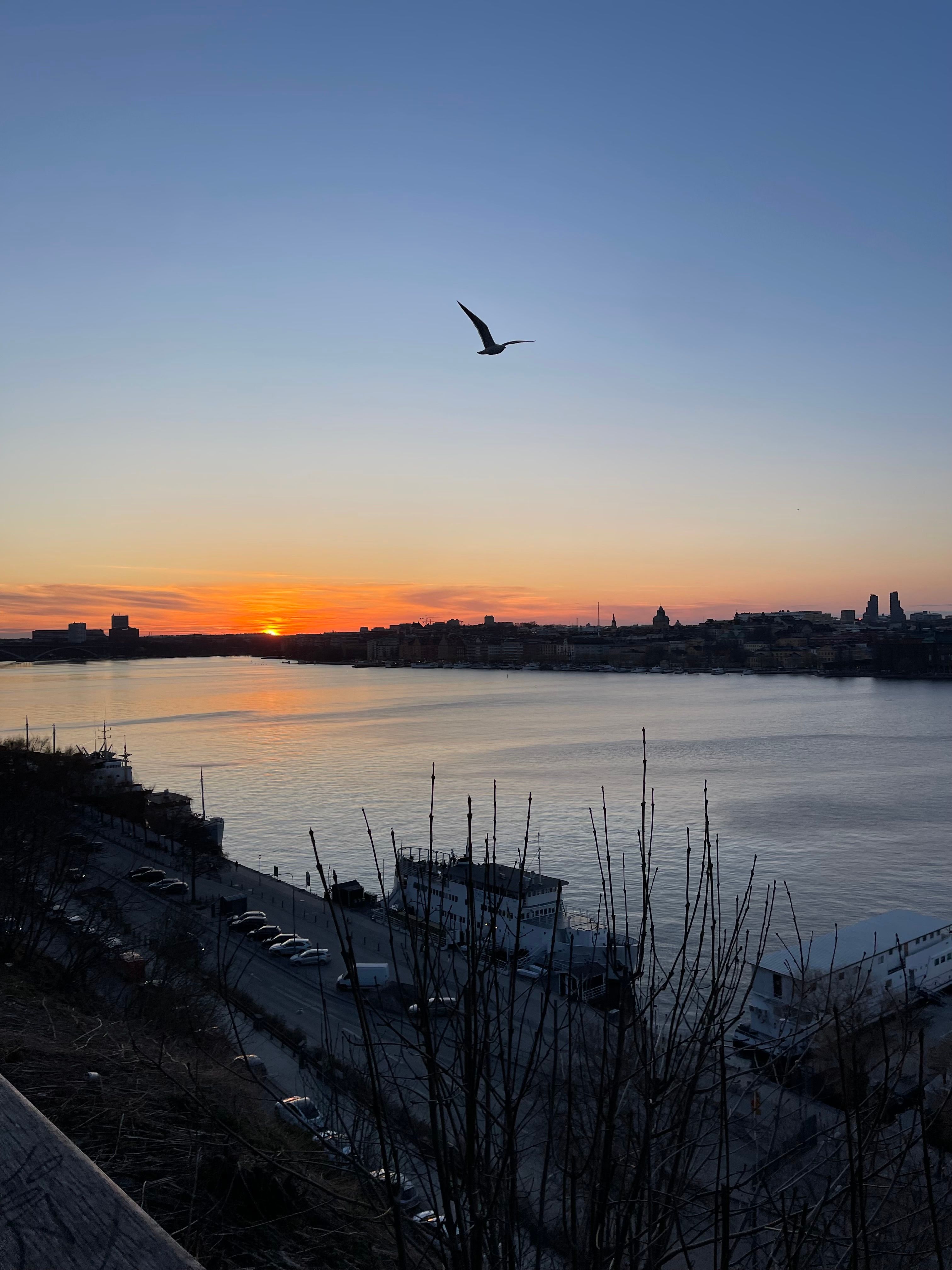Serene Sunset Over Waterfront with Flying Bird · Free Stock Photo