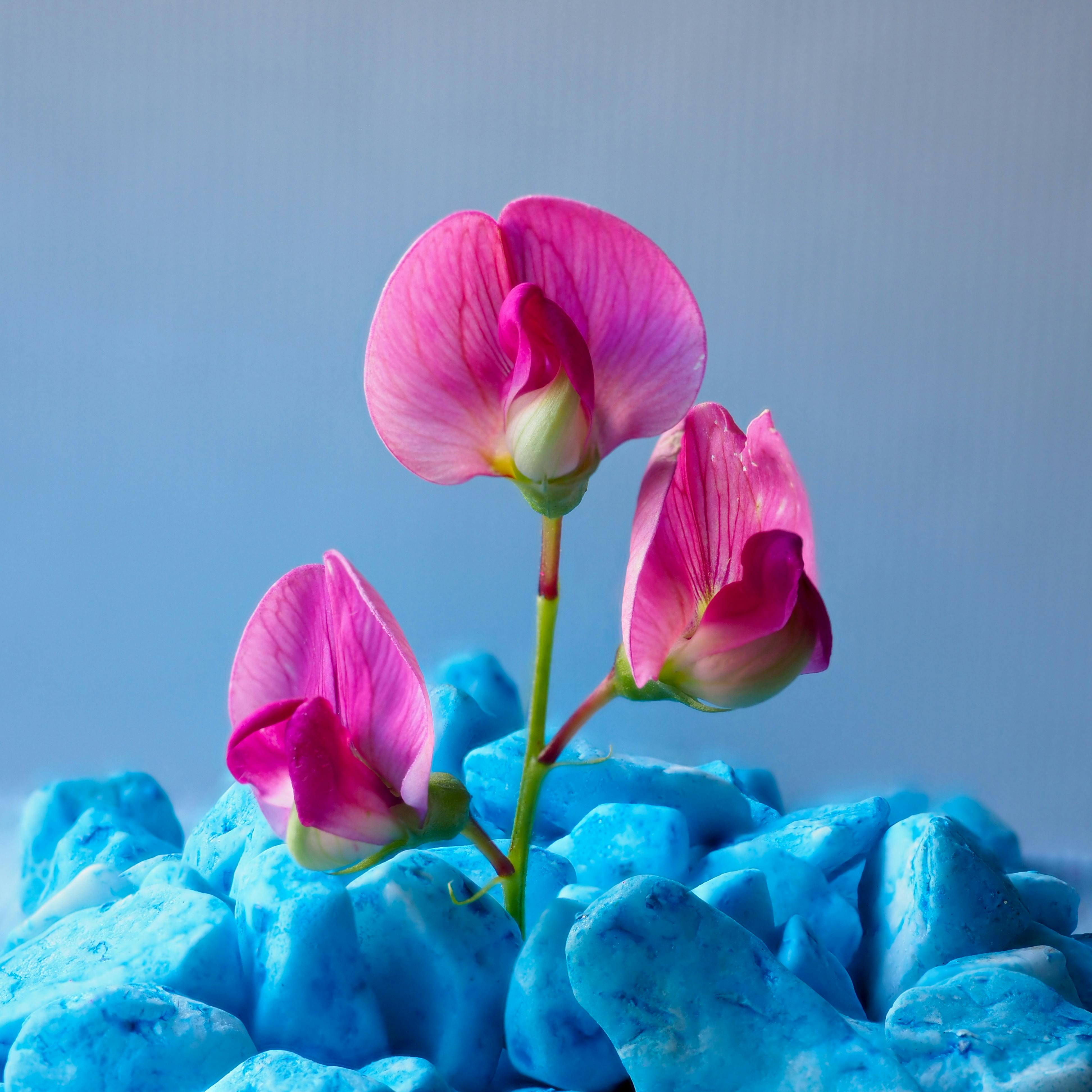 [ColoSach]-close-up-of-pink-orchids-surrounded-by-vibrant-blue-rocks,-creating-a-striking-contrast.