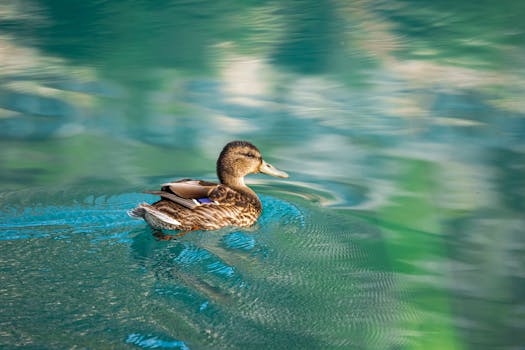 A serene image of a duck swimming on calm, reflective waters in Antalya, Türkiye.