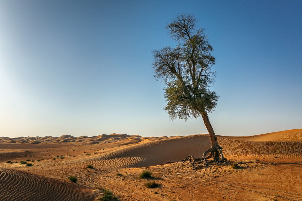 Tree in a Desert Under a Clear Blue Sky · Free Stock Photo